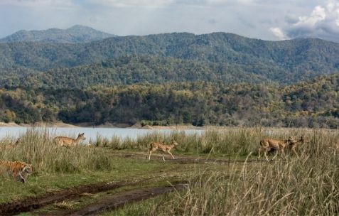 Jim Corbett national park